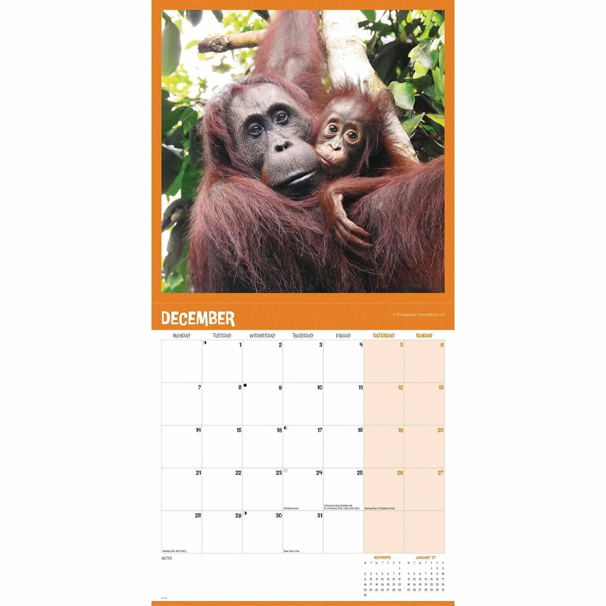 Orangutan Square Calendar 2026 – A Tribute to the Great Apes