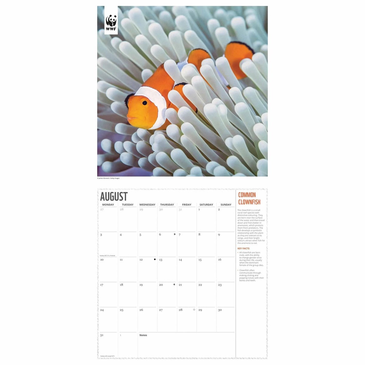 WWF Oceans Wall Calendar 2026 – Dive Into the Deep Blue