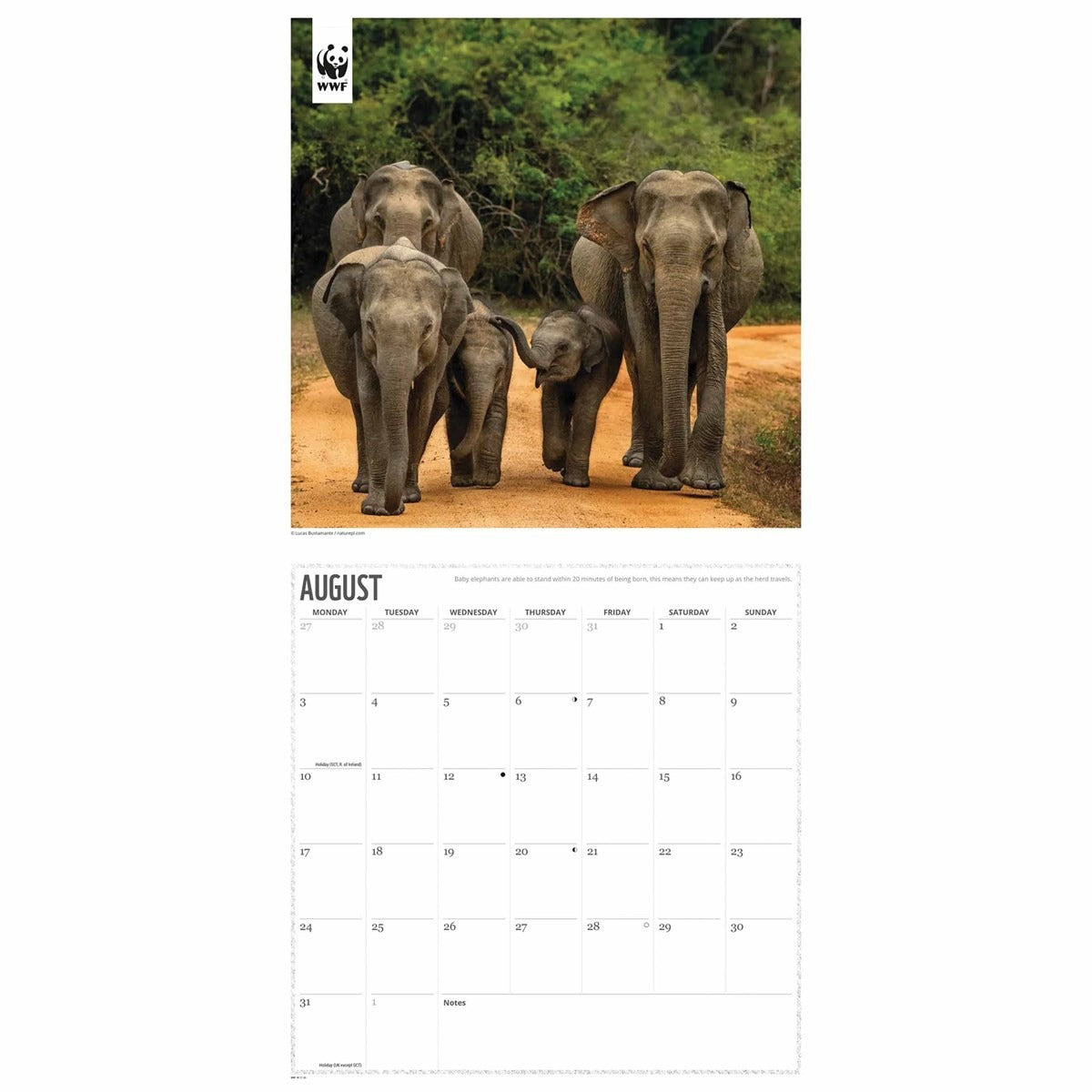 WWF Elephants Square Calendar 2026 – Celebrate Giants of the Wild
