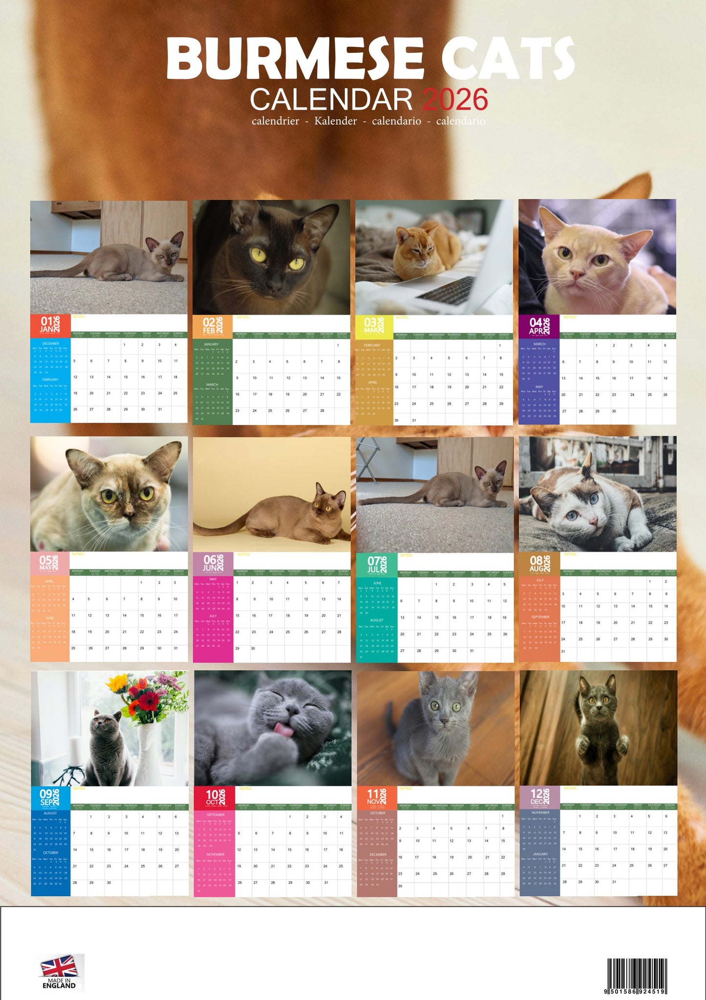Burmese Cats Calendar 2026 – M-PRA Range