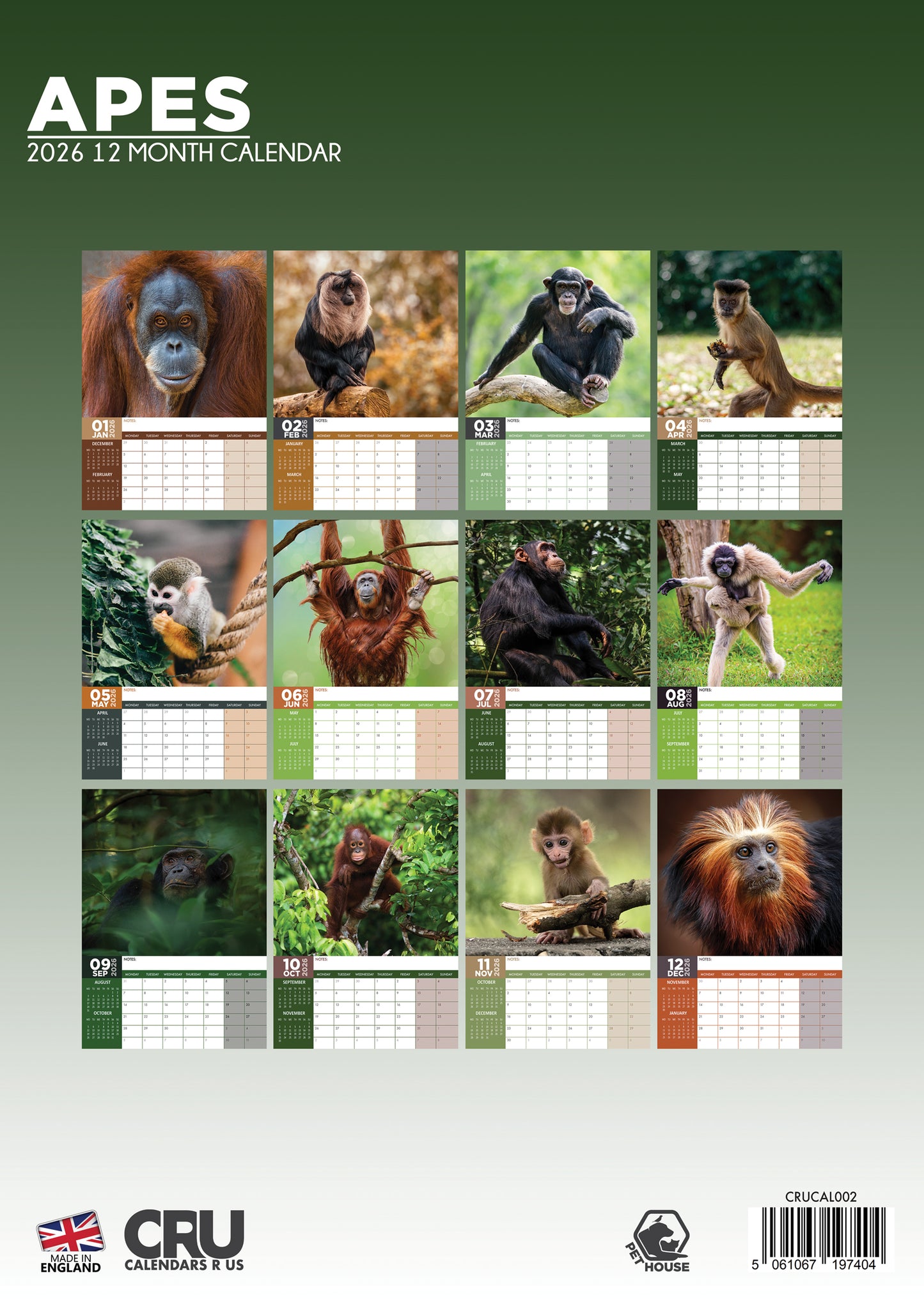 Apes Calendar 2026 – A Year of Majestic Primates