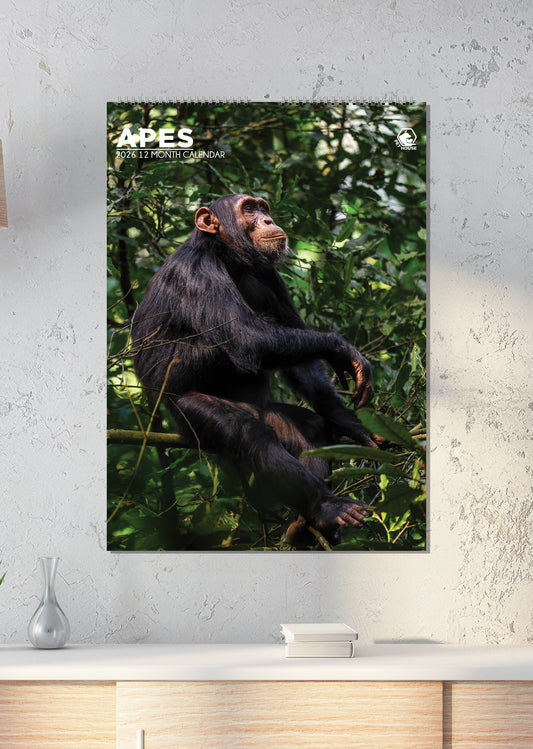 Apes Calendar 2026 – A Year of Majestic Primates