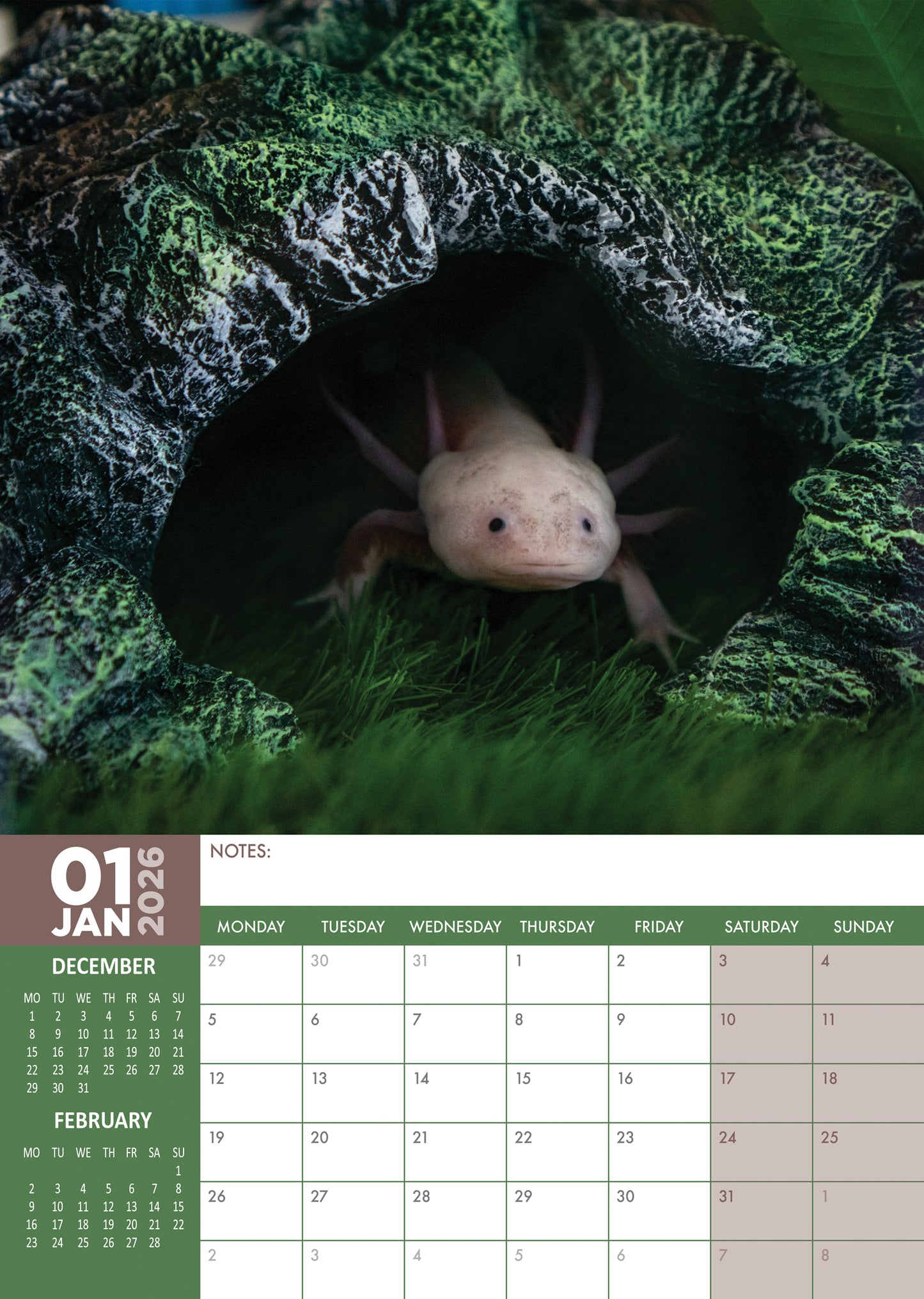 Axolotl Calendar 2026 – A Year with the Smiling Salamander