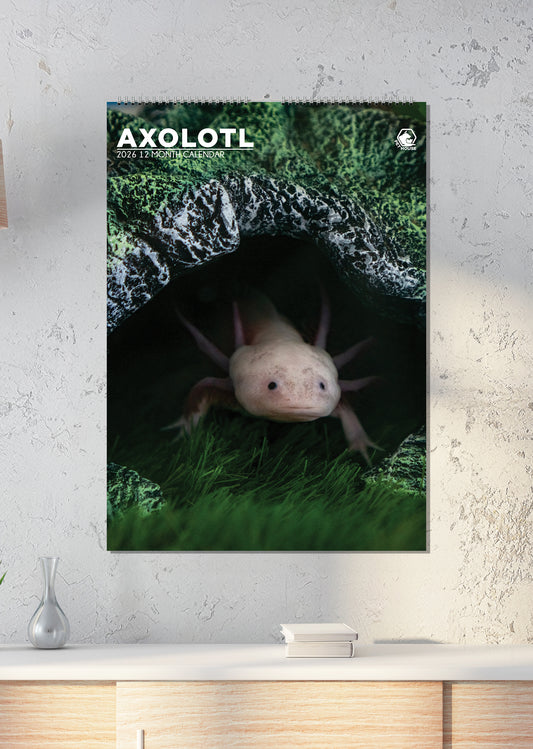 Axolotl Calendar 2026 – A Year with the Smiling Salamander