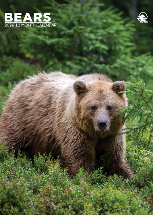 Bears Calendar 2026 – Celebrate the Majesty of the Wild