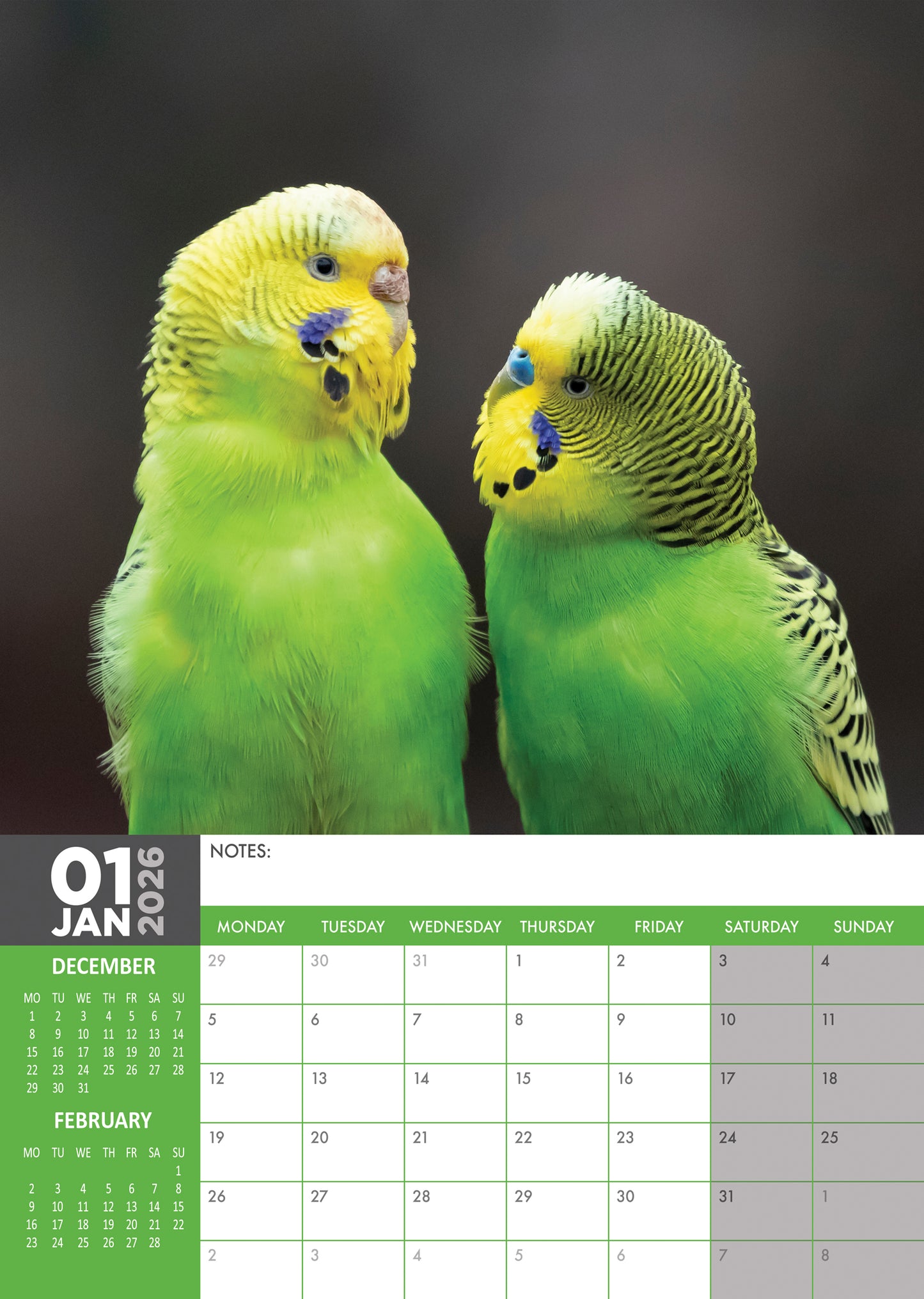 Budgerigars Calendar 2026 – A Colourful Celebration of Beloved Budgies