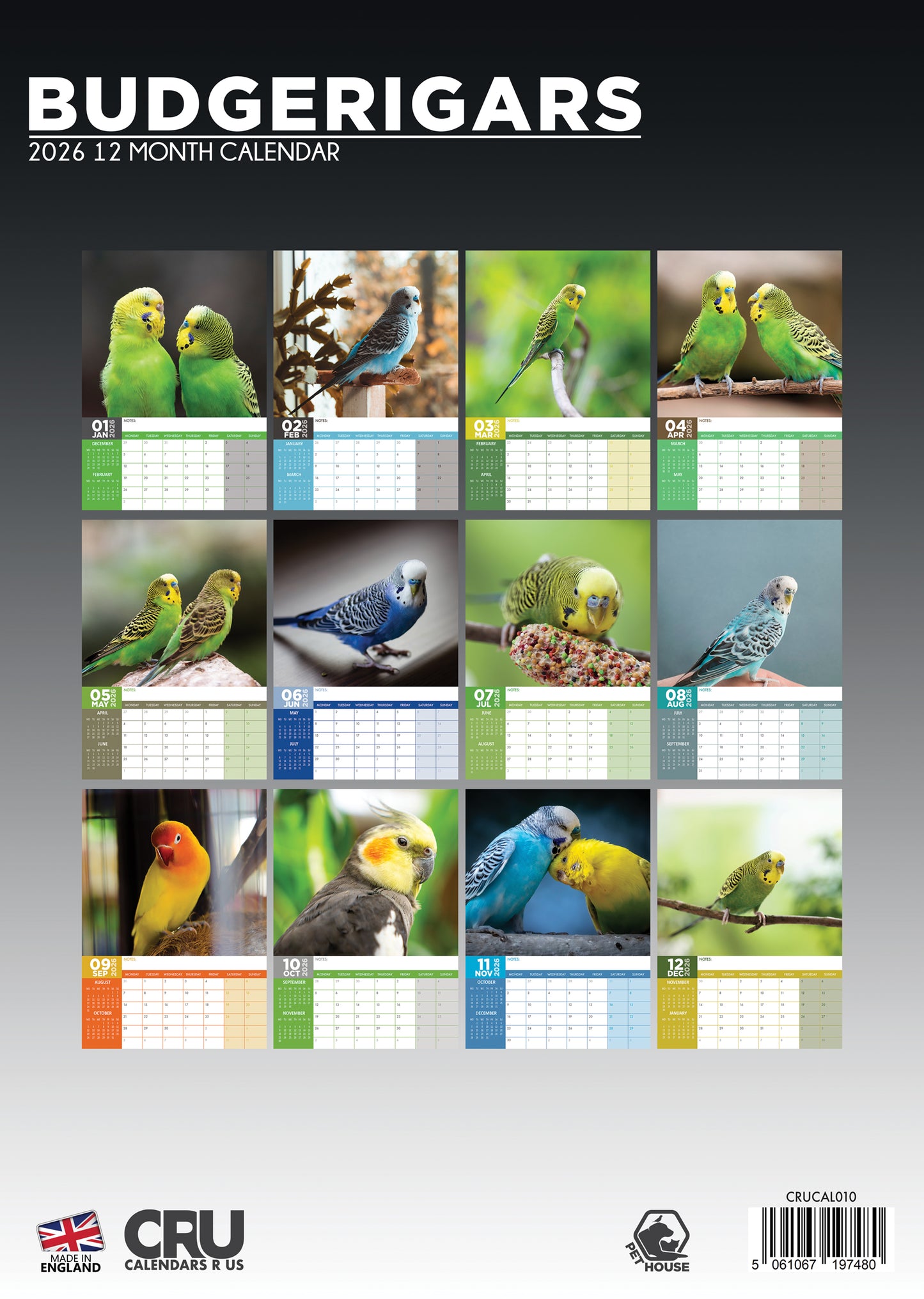 Budgerigars Calendar 2026 – A Colourful Celebration of Beloved Budgies