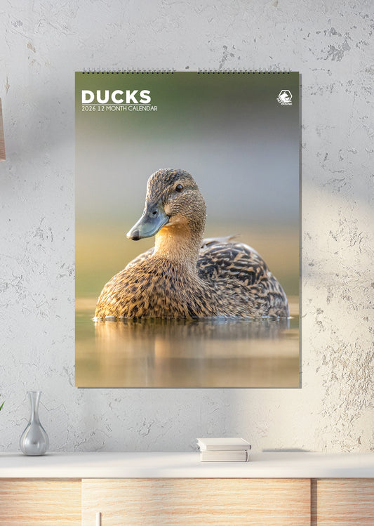 Ducks Calendar 2026 – A Year of Beautiful Waterfowl Moments