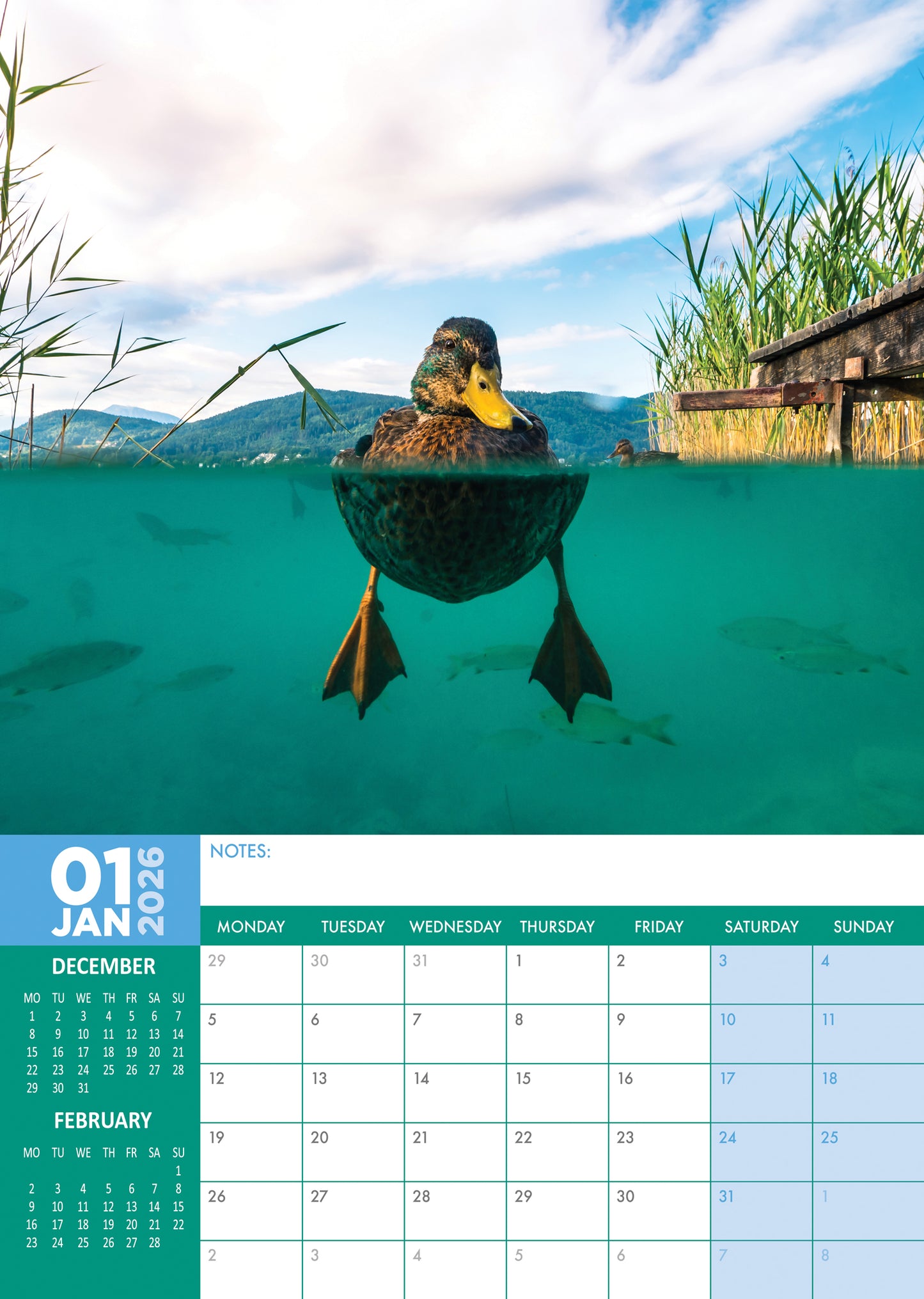 Ducks Calendar 2026 – A Year of Beautiful Waterfowl Moments