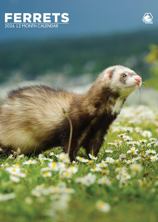 Ferrets Calendar 2026 – A Year of Playful Ferret Fun