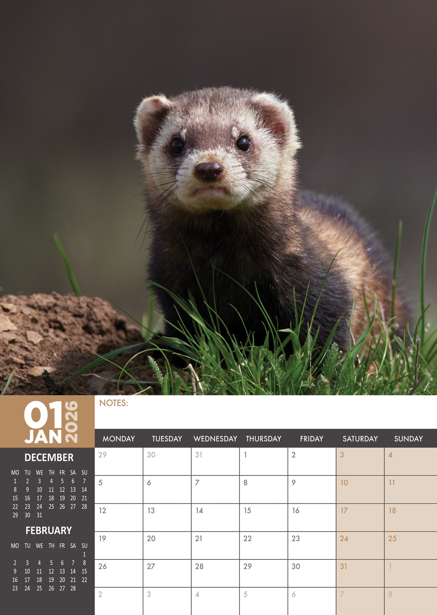 Ferrets Calendar 2026 – A Year of Playful Ferret Fun