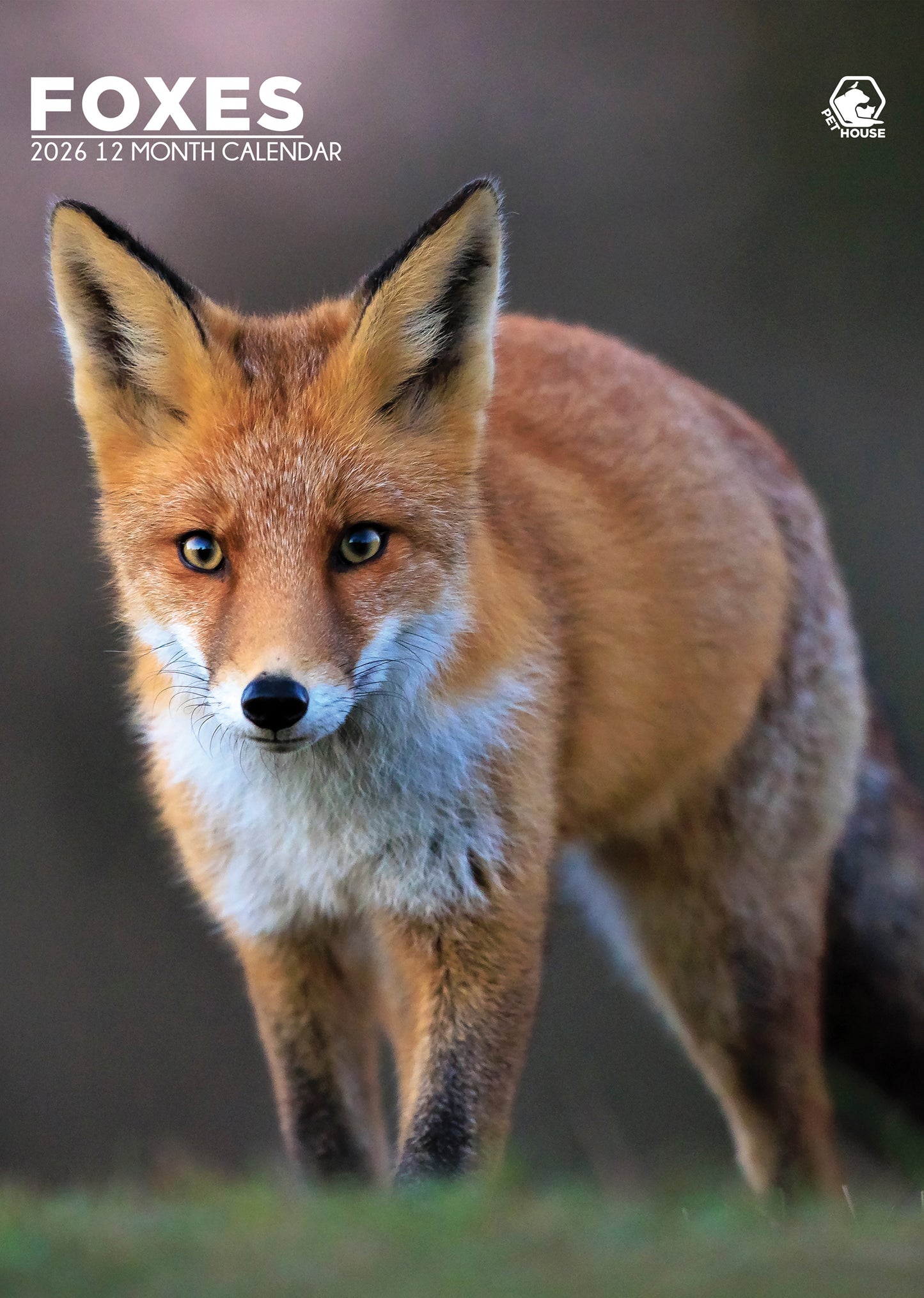 Foxes Calendar 2026 – Stunning Wildlife Photography Wall Calendar for Animal Lovers