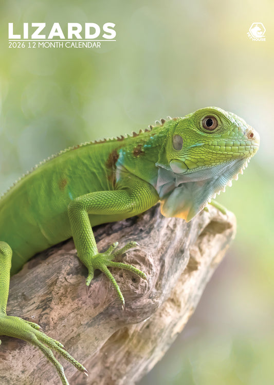 Lizards Calendar 2026 – A Scaly Showcase of Nature’s Most Fascinating Reptiles