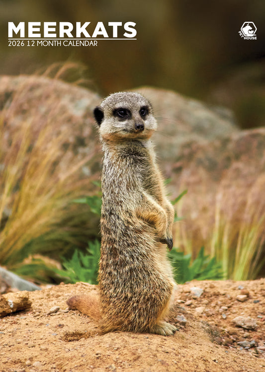 Meerkats Calendar 2026 – A Year of Adorable Alert Companions