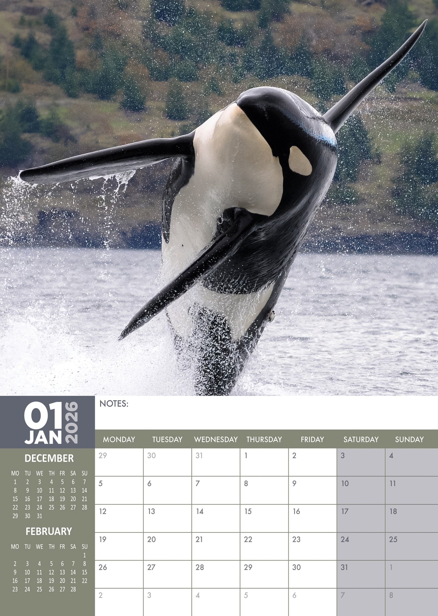 Orcas Calendar 2026 – Celebrate the Majesty of Killer Whales All Year Round