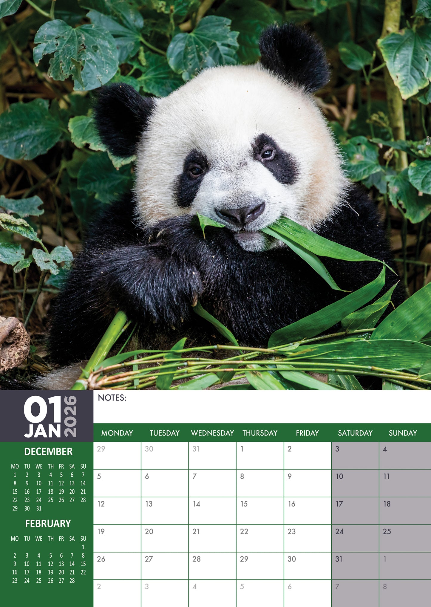 Pandas Calendar 2026 – Embrace the Cuteness of These Adorable Bears