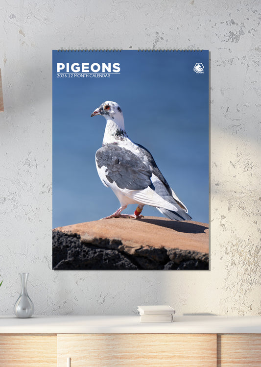 Pigeons Calendar 2026 – A Year of Urban Charm and Feathered Beauty