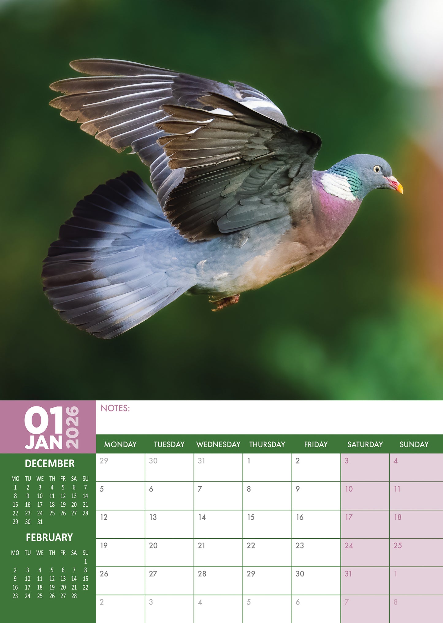 Pigeons Calendar 2026 – A Year of Urban Charm and Feathered Beauty