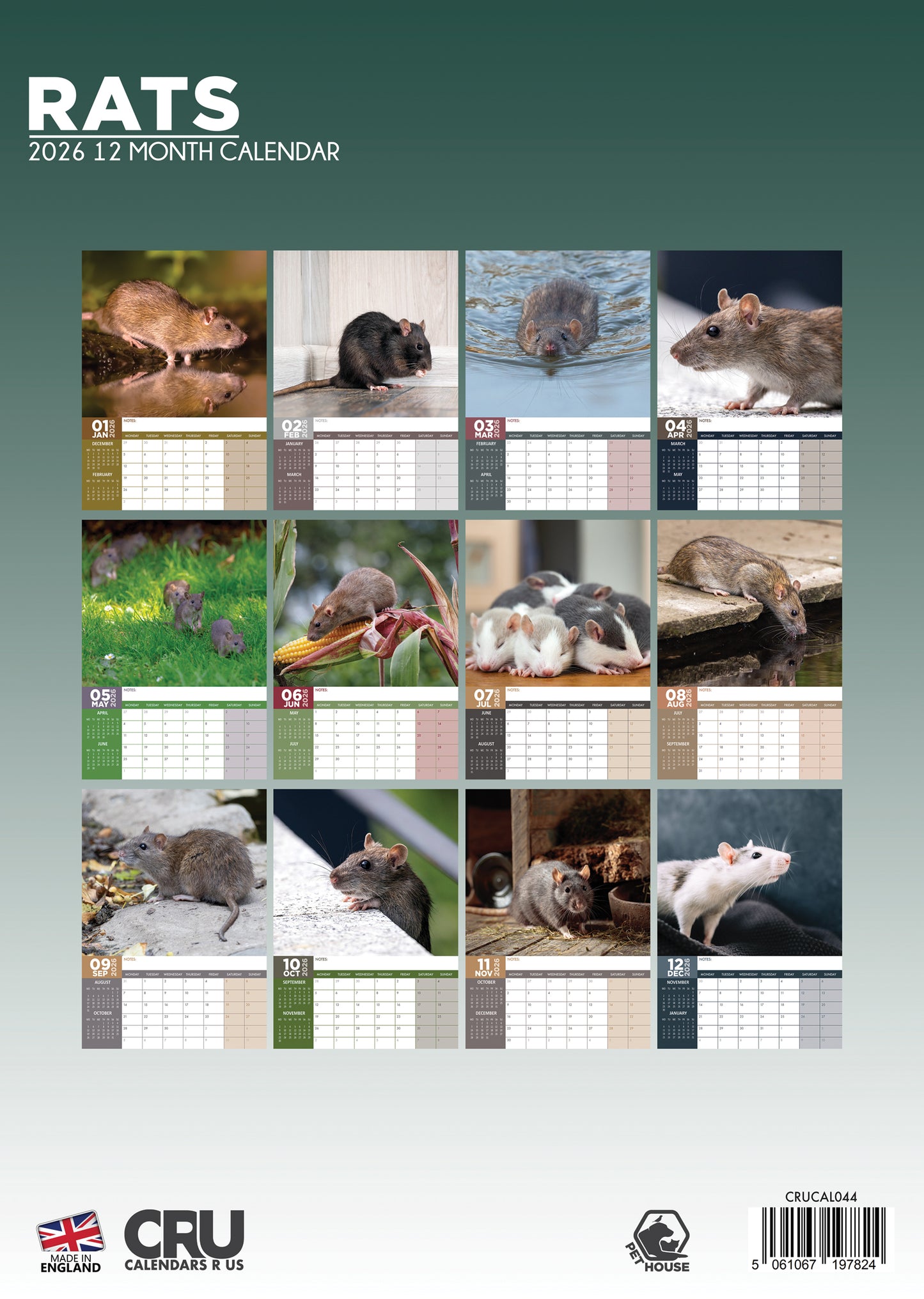 Rats Calendar 2026 – Celebrate the Cuteness of Clever Companions