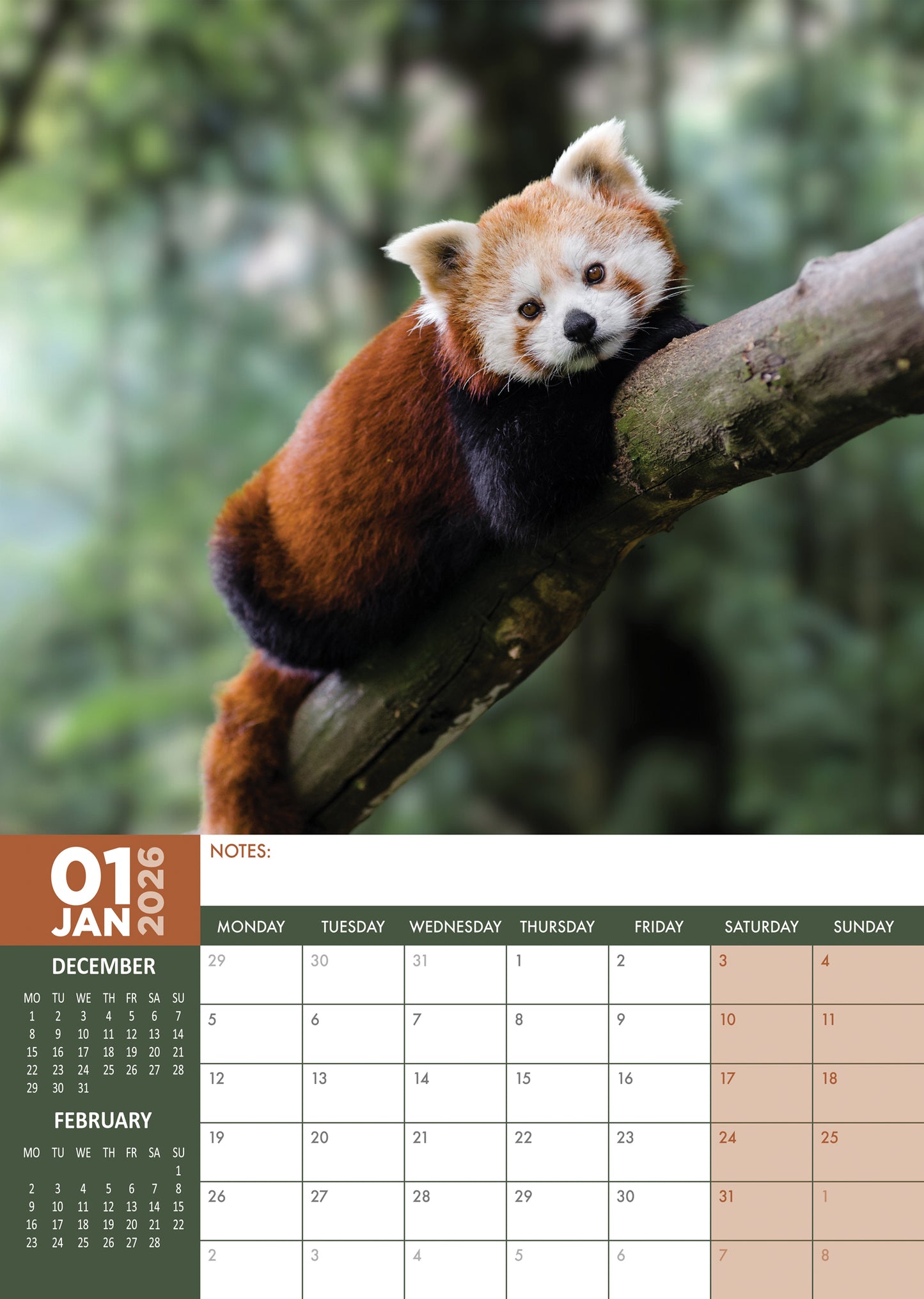 Red Panda Calendar 2026 – A Charming Tribute to Nature’s Cutest Climber