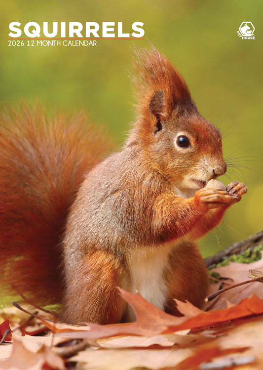Squirrels Calendar 2026 – Celebrate the Playfulness of Nature’s Acrobats
