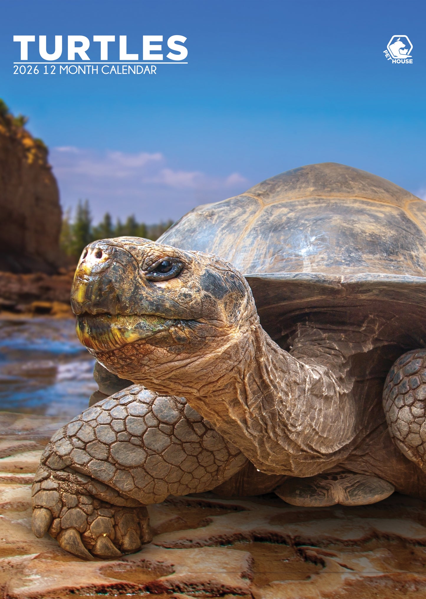 Turtles Calendar 2026 – A Serene Journey Through Nature