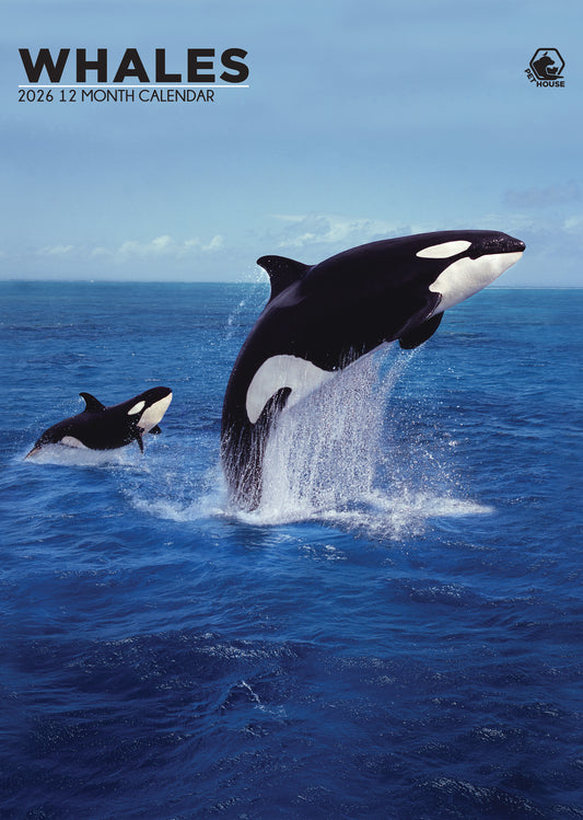 Whales Calendar 2026 – Majestic Ocean Giants in Stunning Detail