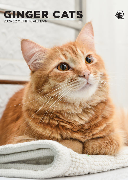Ginger Cats Calendar 2026 – A Celebration of Fiery Felines
