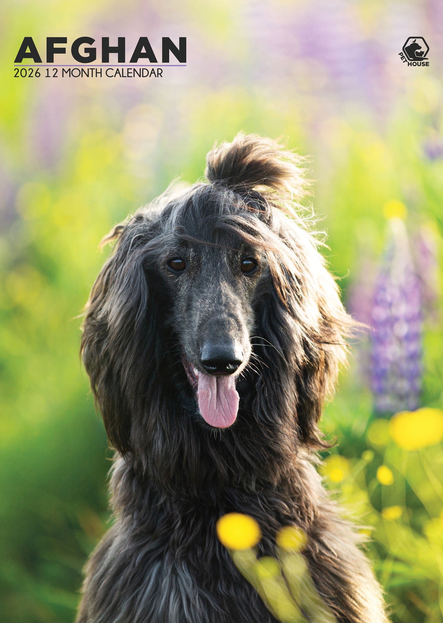 Afghan Hound Calendar 2026 – A3 Wall Calendar for Afghan Dog Lovers