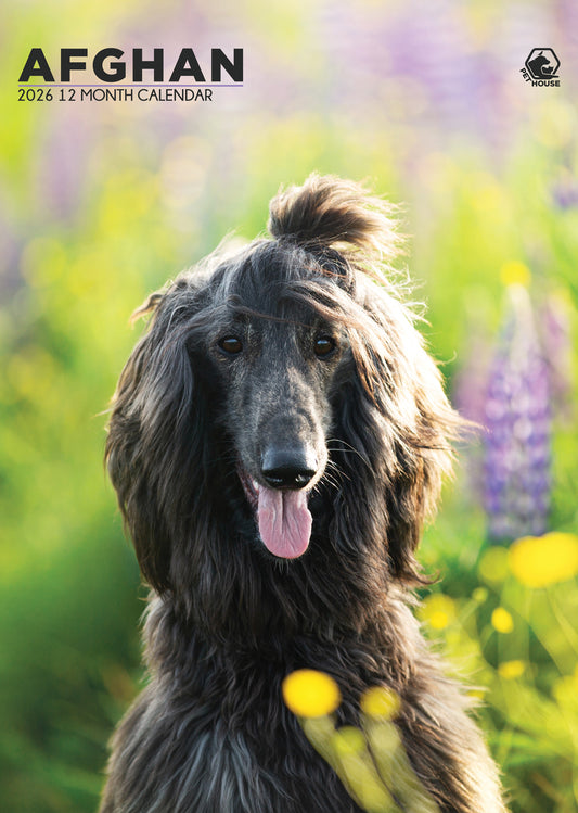 Afghan Hound Calendar 2026 – A3 Wall Calendar for Afghan Dog Lovers