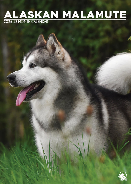 Alaskan Malamute Calendar 2026 – A3 Wall Calendar for Arctic Dog Lovers