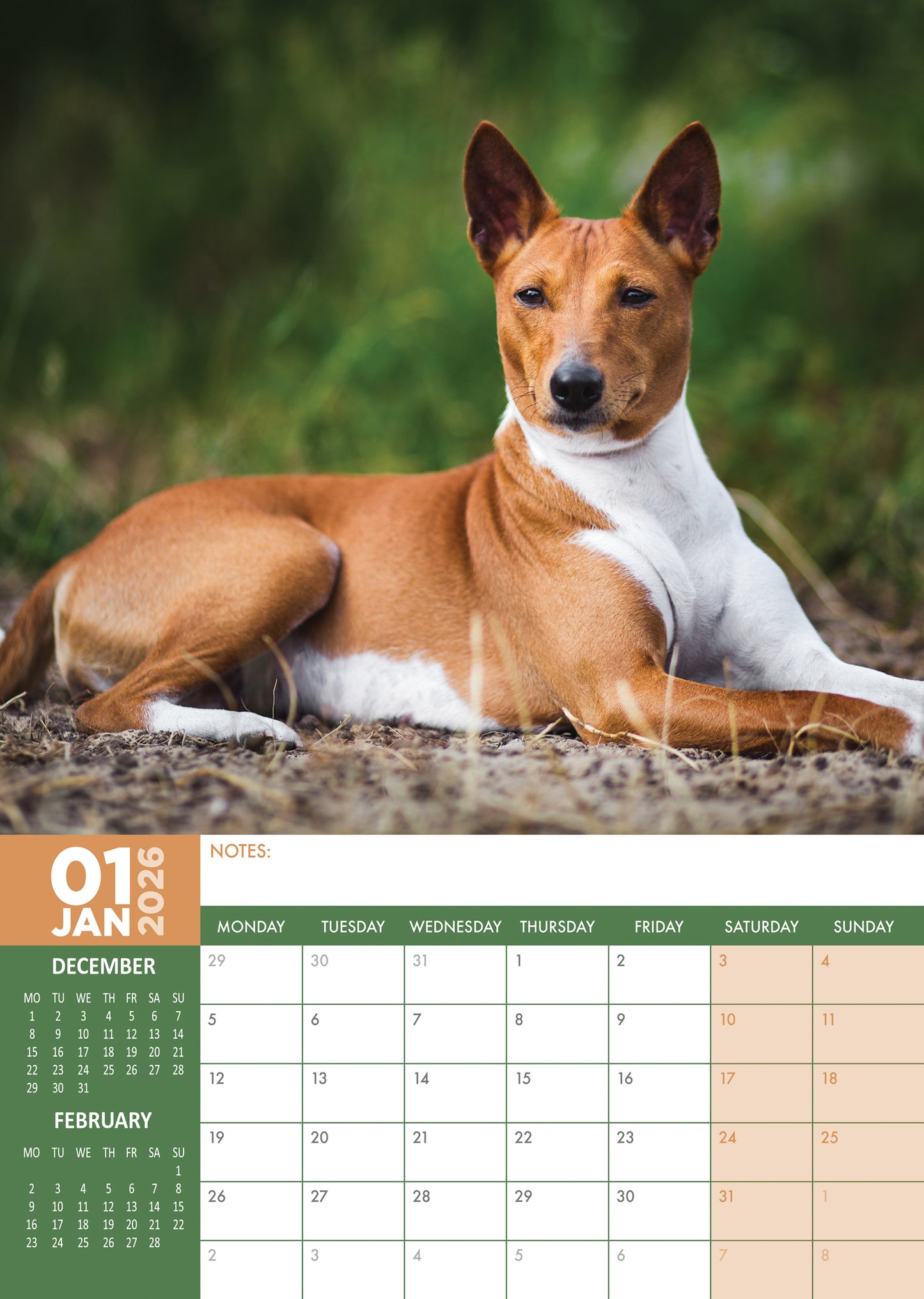 Basenji Calendar 2026 – A3 Wall Calendar for Lovers of the Barkless Dog
