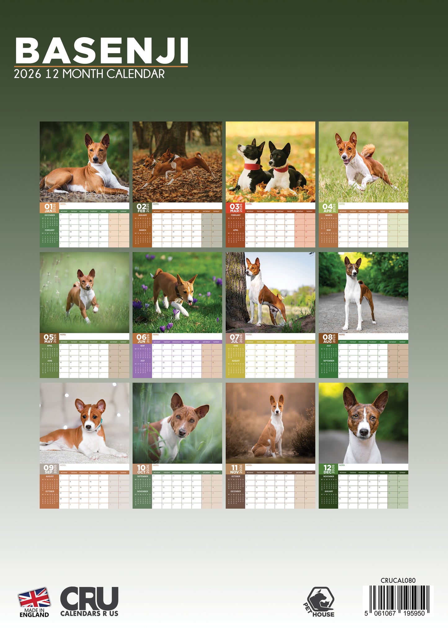 Basenji Calendar 2026 – A3 Wall Calendar for Lovers of the Barkless Dog