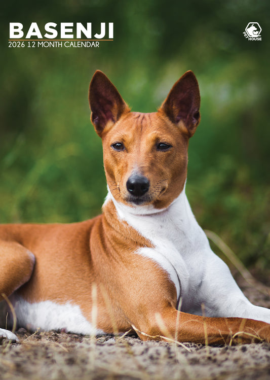 Basenji Calendar 2026 – A3 Wall Calendar for Lovers of the Barkless Dog