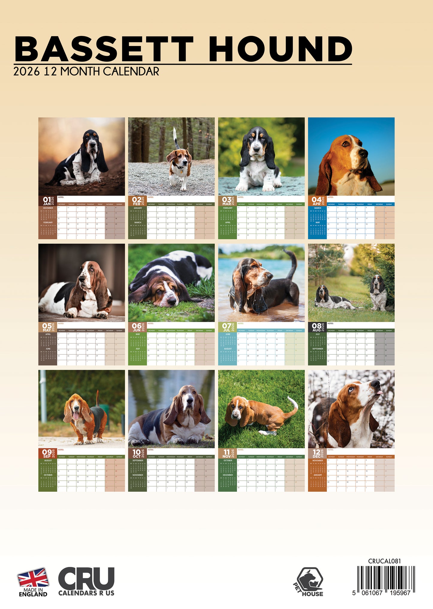 Basset Hound Calendar 2026 – A Year of Droopy Ears and Big Eyes