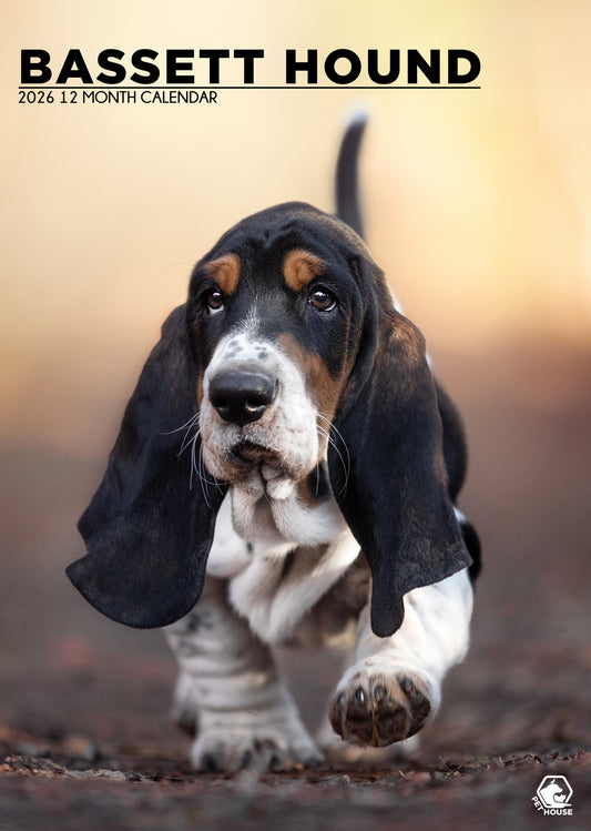 Basset Hound Calendar 2026 – A Year of Droopy Ears and Big Eyes