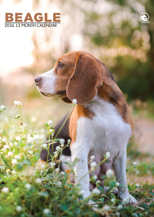 Beagle Calendar 2026 – A Year of Playful Adventures and Loving Companionship