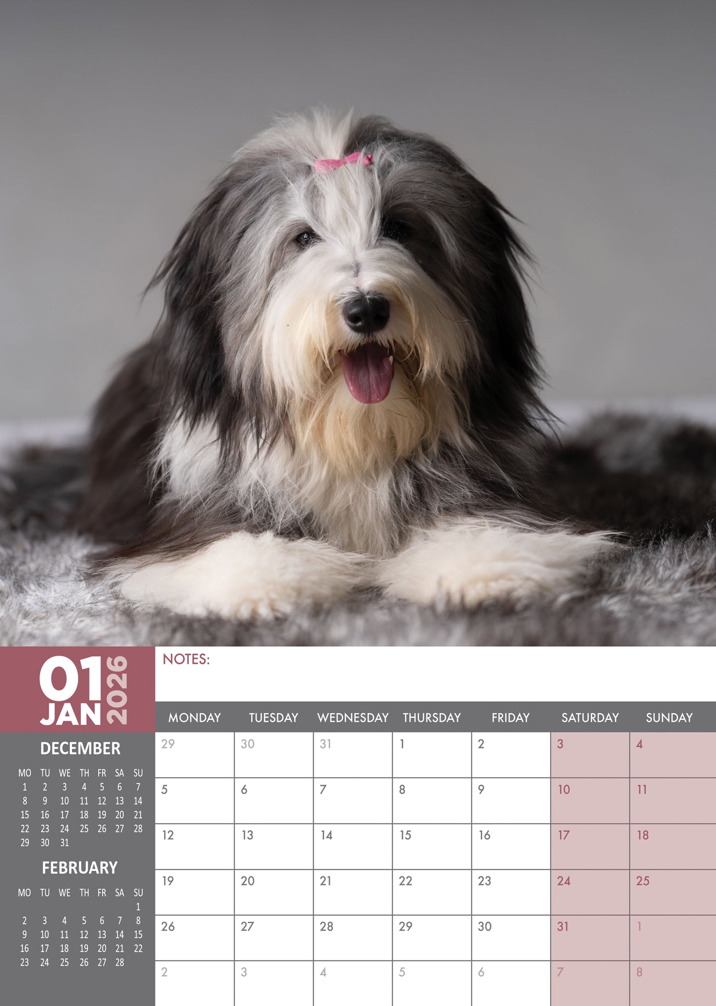 Bearded Collie Calendar 2026 – A Year of Lush Coats and Playful Spirits