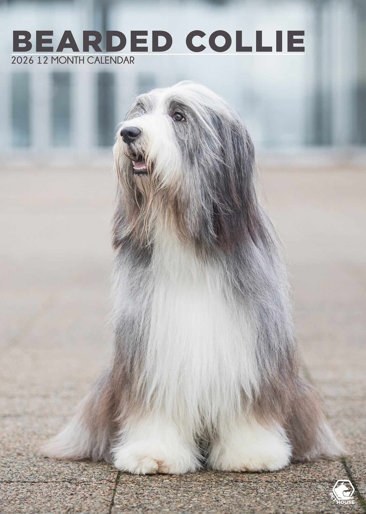 Bearded Collie Calendar 2026 – A Year of Lush Coats and Playful Spirits