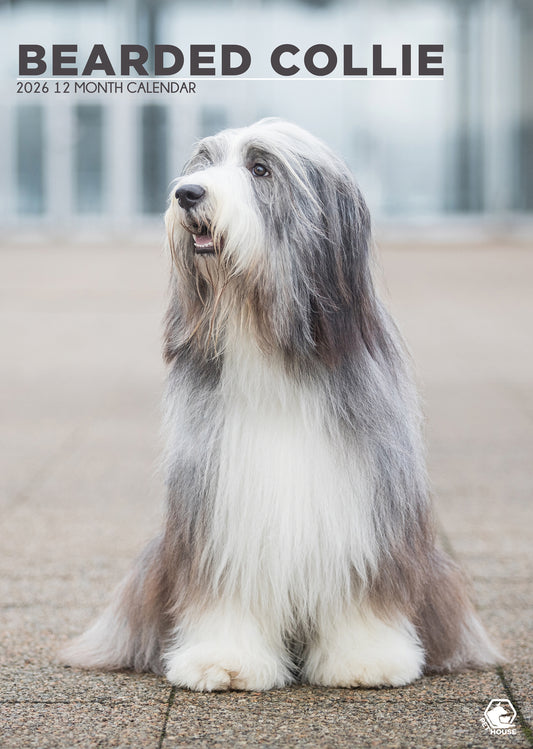 Bearded Collie Calendar 2026 – A Year of Lush Coats and Playful Spirits