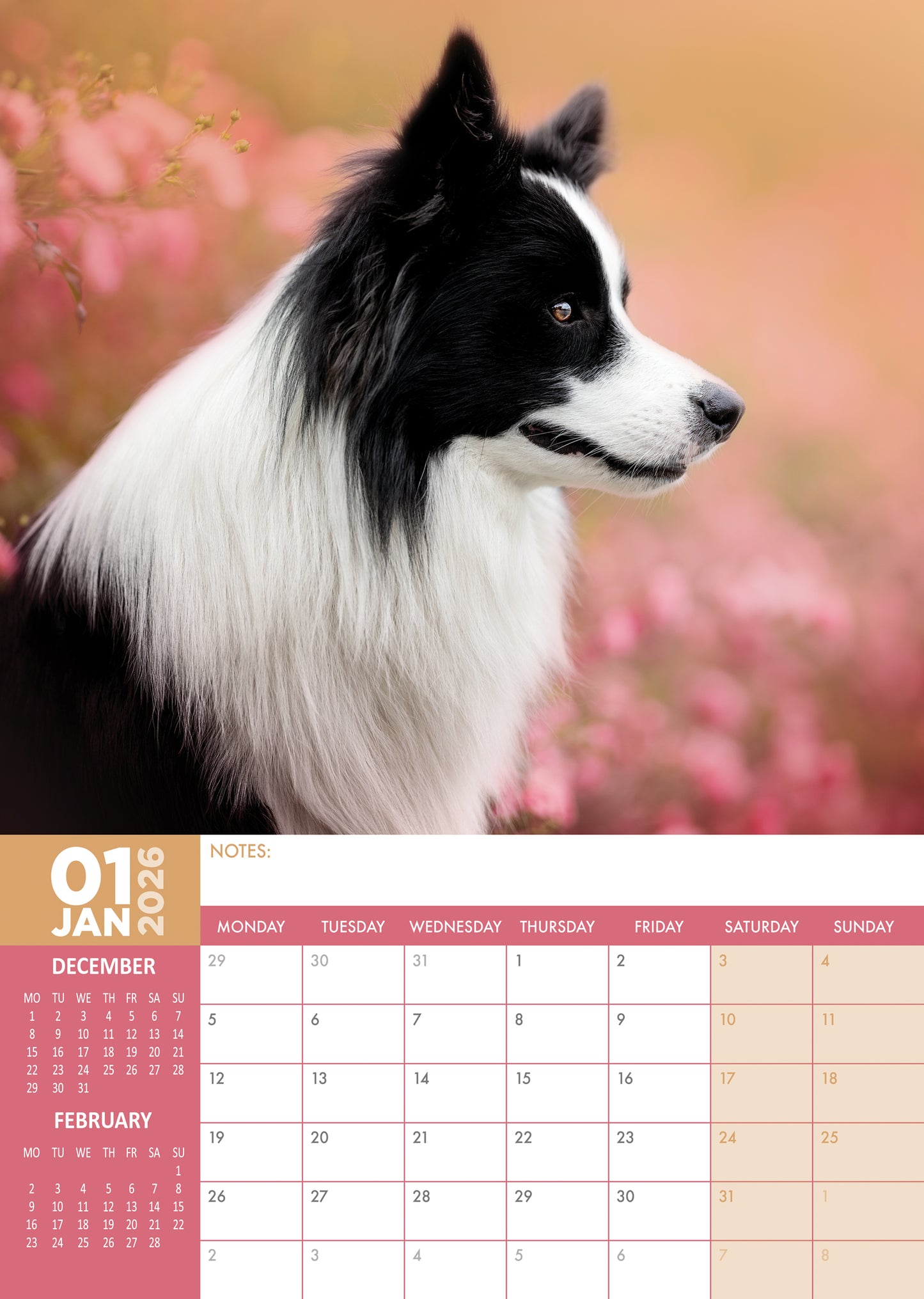 Border Collie Calendar 2026 – A Year of Intelligence, Energy & Beauty