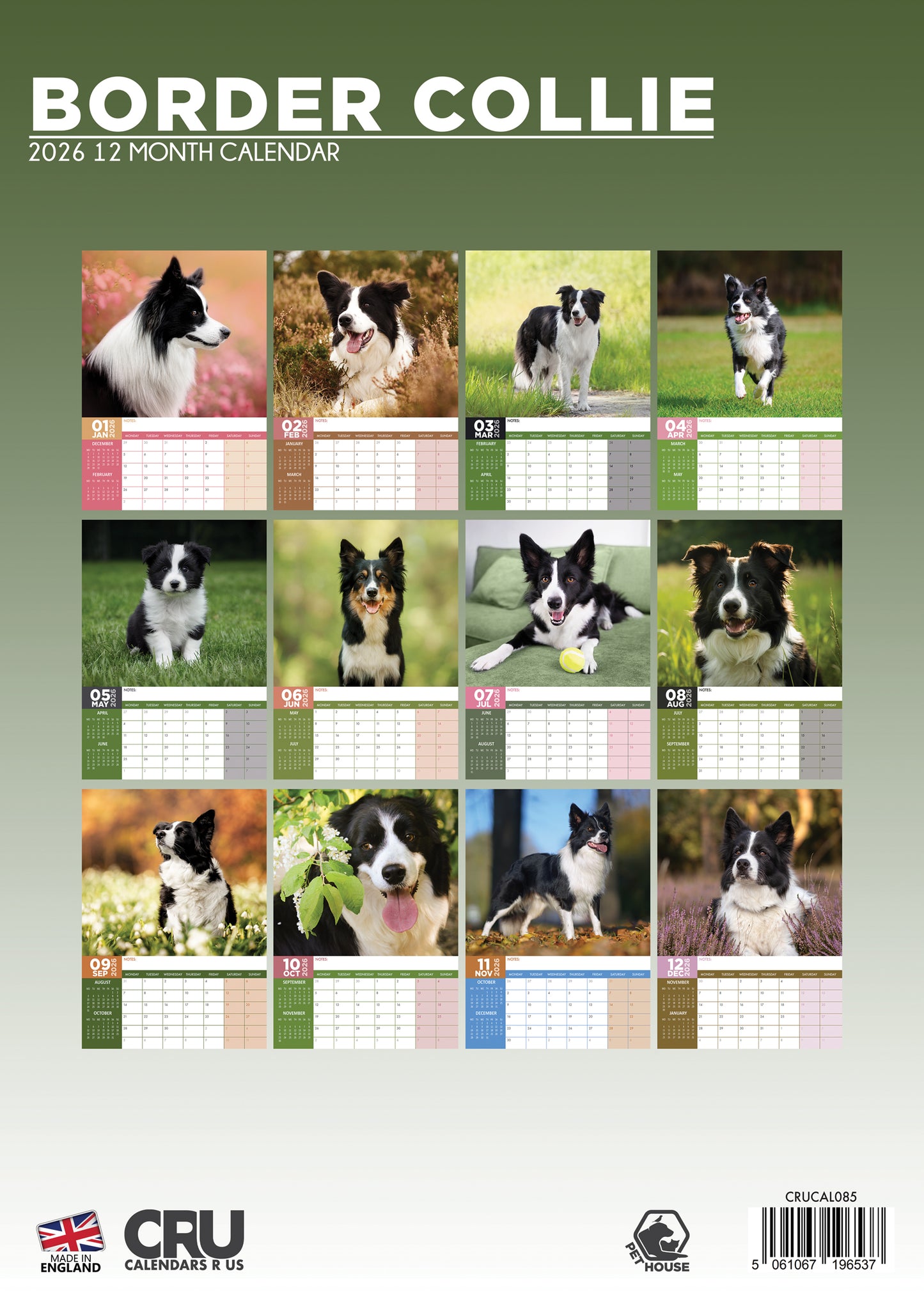 Border Collie Calendar 2026 – A Year of Intelligence, Energy & Beauty