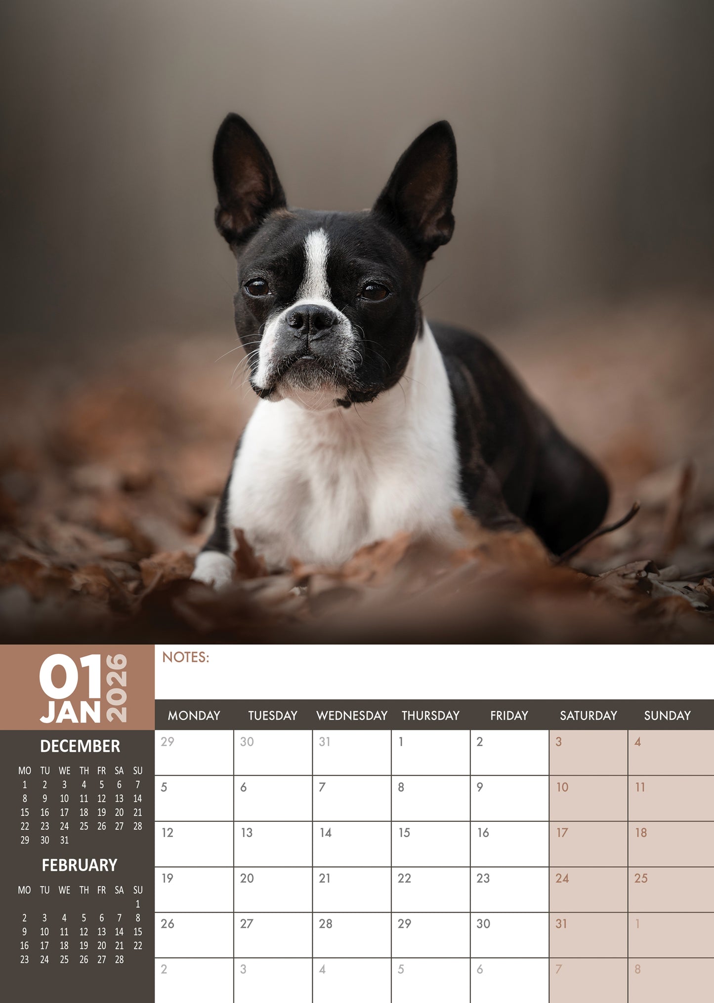 Boston Terrier Calendar 2026 – A Year with the Gentle, Lively “American Gentleman”