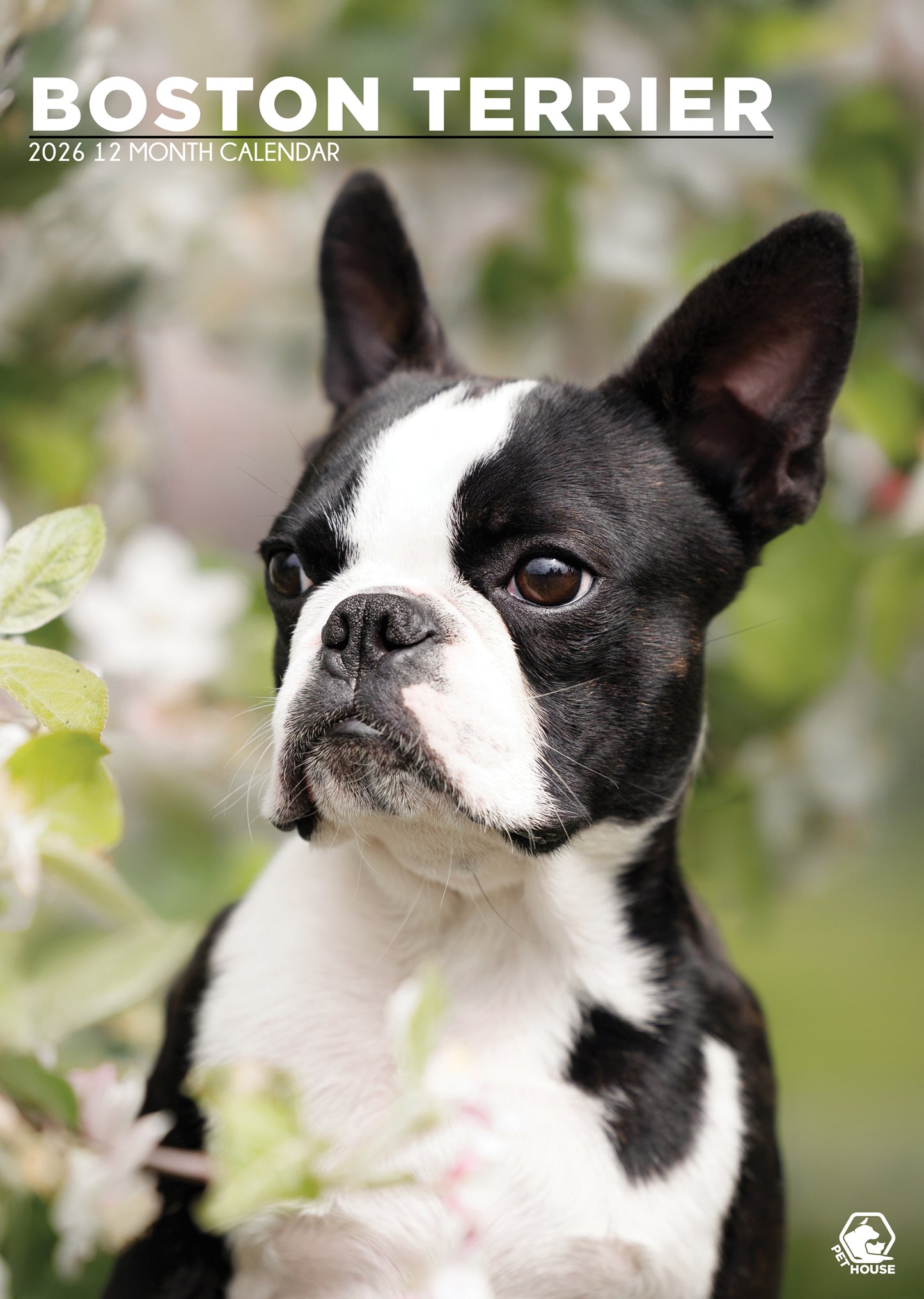 Boston Terrier Calendar 2026 – A Year with the Gentle, Lively “American Gentleman”