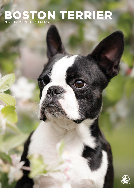 Boston Terrier Calendar 2026 – A Year with the Gentle, Lively “American Gentleman”