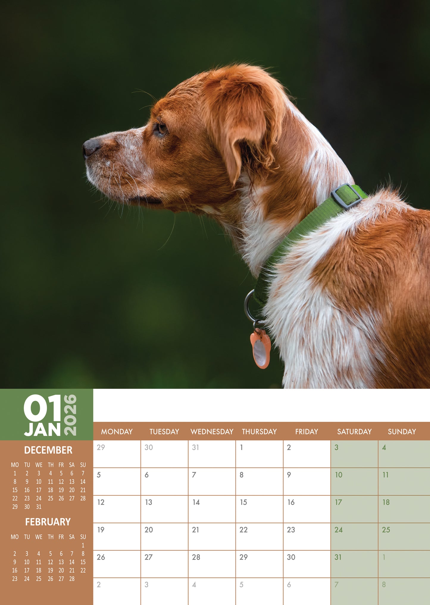 Brittany Calendar 2026 – A Year of Charm with This Energetic and Elegant Breed