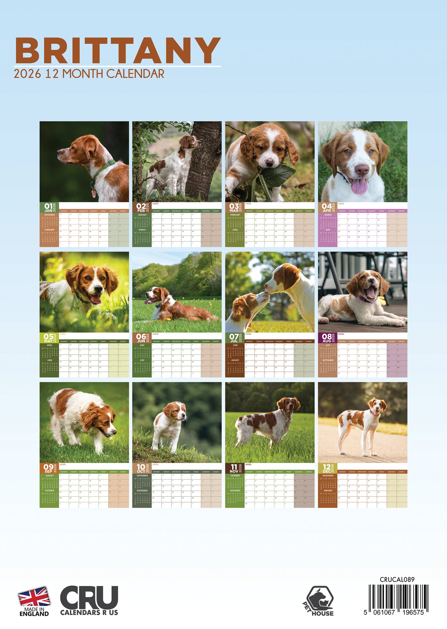 Brittany Calendar 2026 – A Year of Charm with This Energetic and Elegant Breed