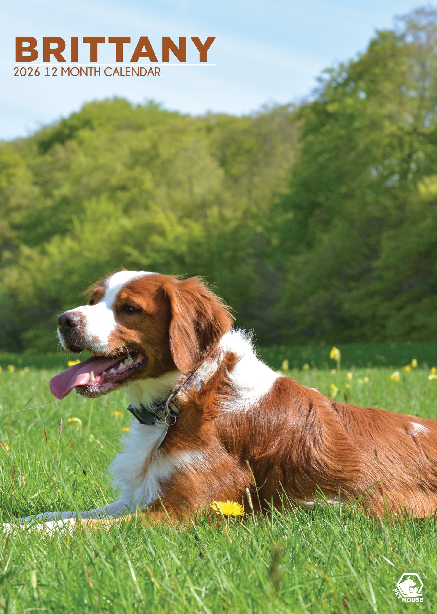 Brittany Calendar 2026 – A Year of Charm with This Energetic and Elegant Breed
