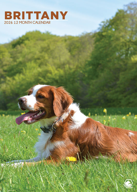 Brittany Calendar 2026 – A Year of Charm with This Energetic and Elegant Breed