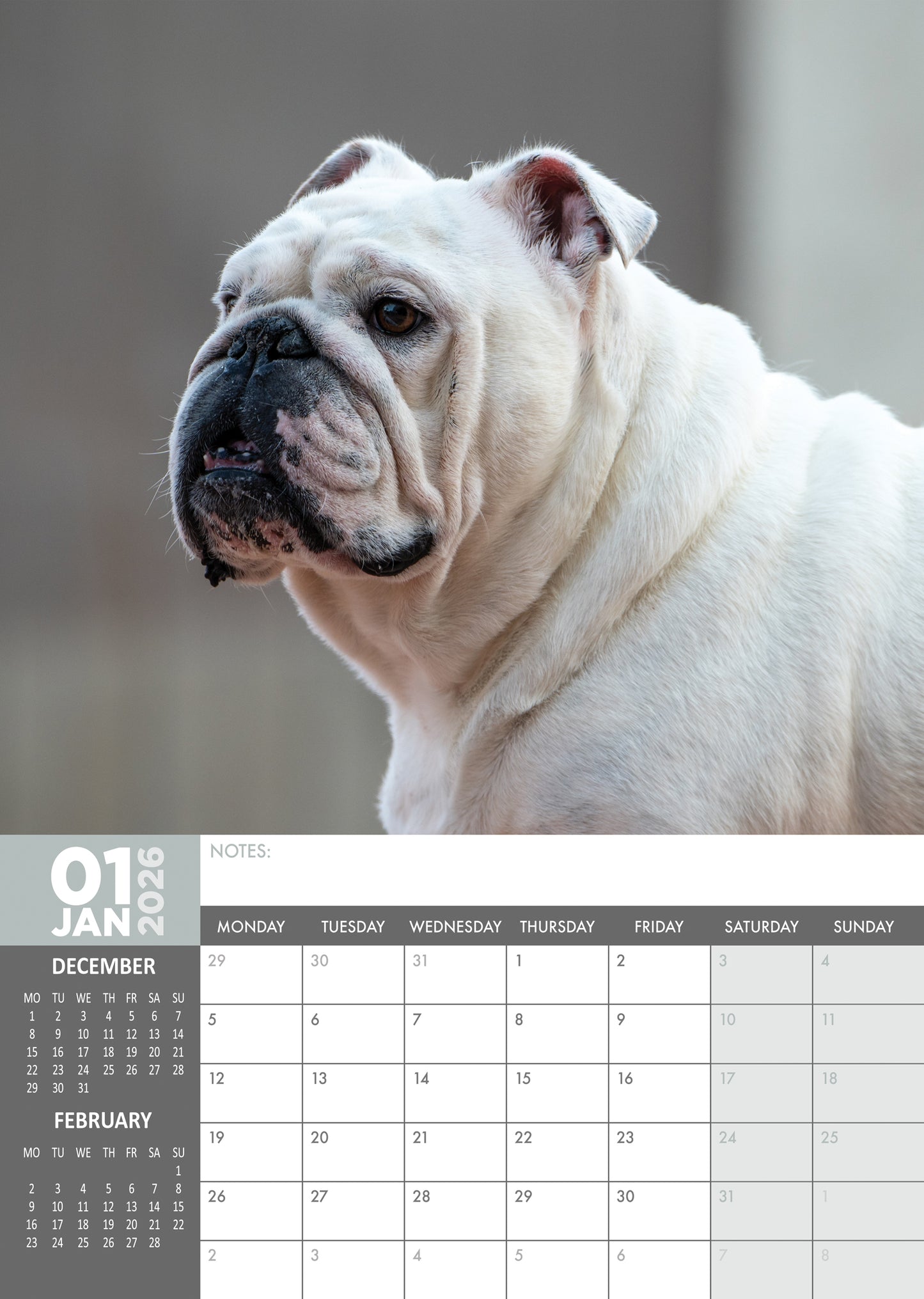 Bulldog Calendar 2026 – A Year of Charm, Courage, and Canine Love